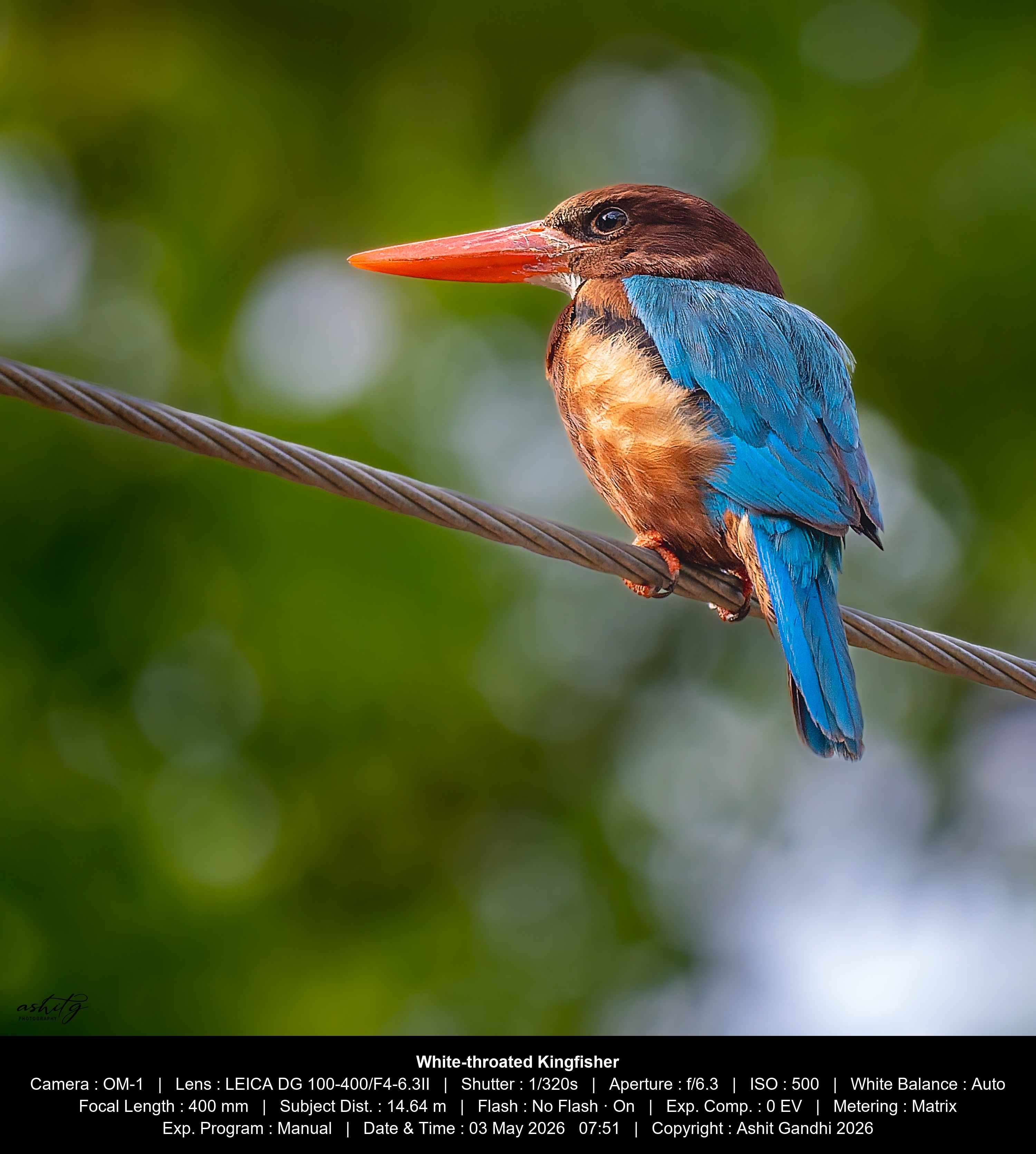 White-throated Kingfisher &mdash; actual EXIF overlay output